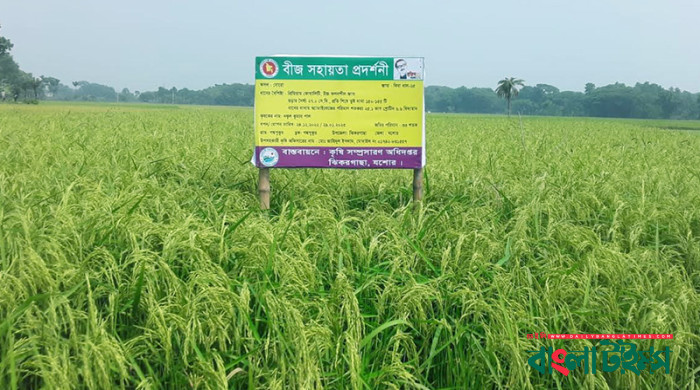 নতুন ধানে বাজিমাত